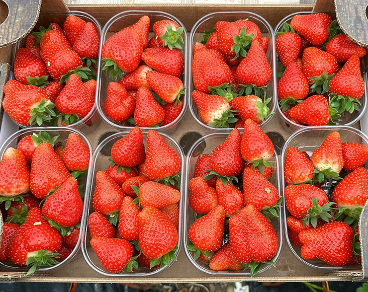 confezionamento-fragole fragole, coltivazione delle fragole, fragole in serra, pianta delle fragole