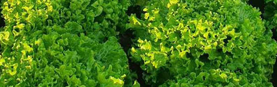 insalata-gentile Insalata Gentile