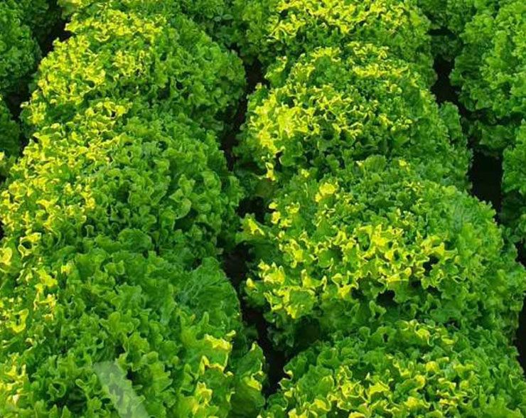 insalata-gentile1