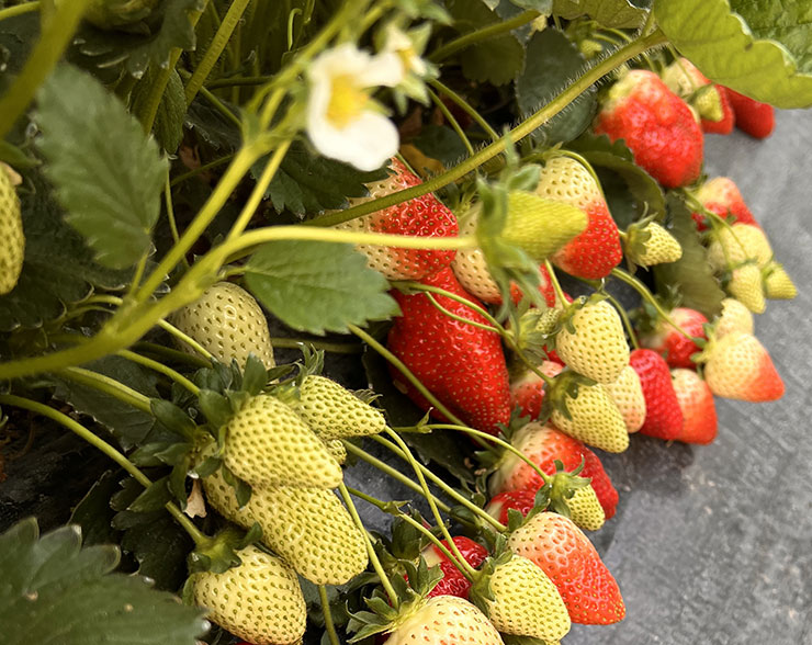 pianta-fragole fragole, coltivazione delle fragole, fragole in serra, pianta delle fragole