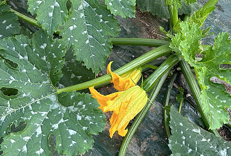 pianta-zucchine