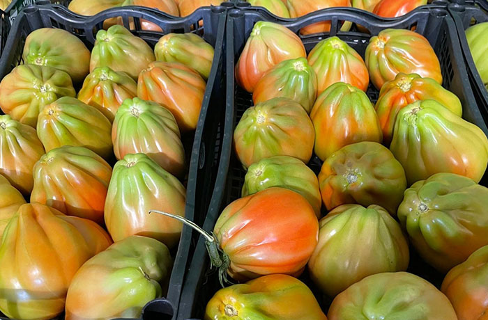 pomodori-cuore-di-bue2 Pomodori, pomodoro cuore di bue