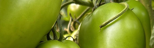pomodori-oblunghi-san-marzano Pomodori Oblunghi Rossi, San Marzano