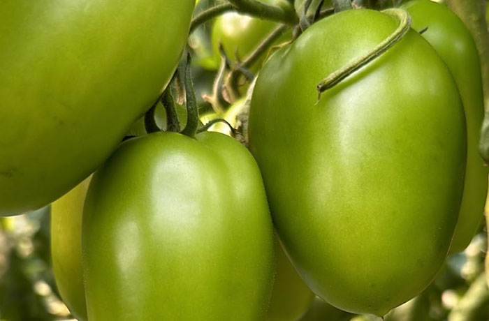 pomodoro-oblungo Pomodori, pomodoro cuore di bue, pianta pomodori, pomodori oblunghi rossi