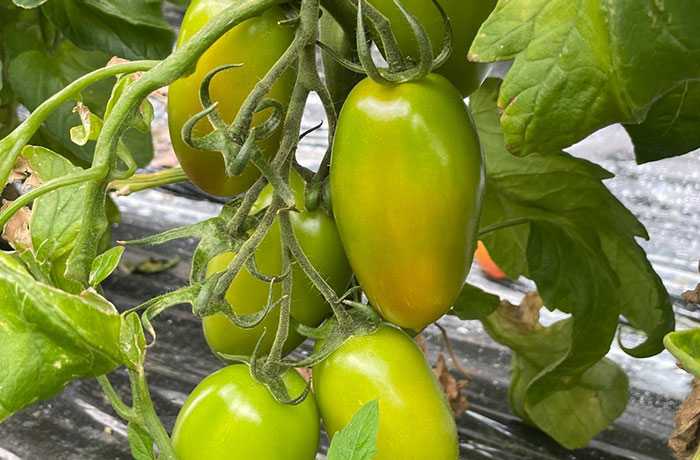 pomodoro-oblungo1 Pomodori, pomodoro cuore di bue, pianta pomodori