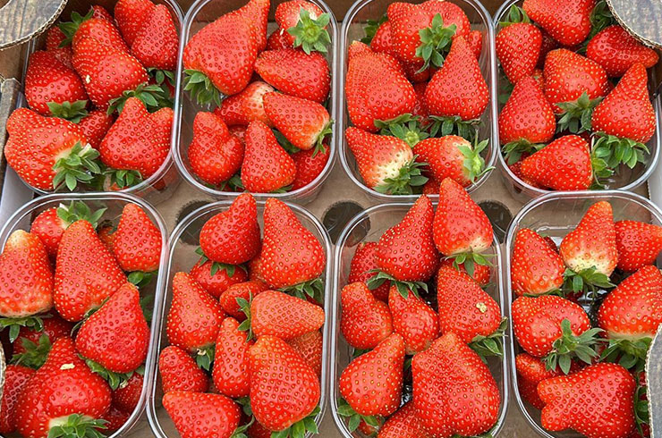 confezionamento-fragole